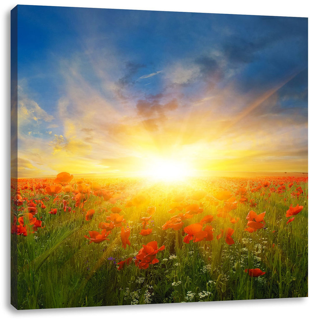 Pixxprint Mohnwiese in der Sonne als Leinwandbild Quadratisch/Grösse: 70x70 / Wandbild/Kunstdruck/fe