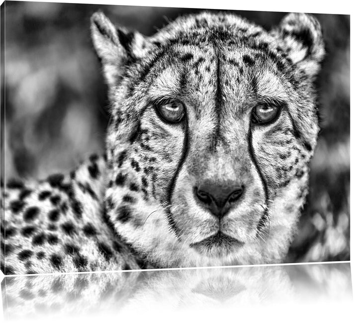 Pixxprint ruhender Gepard als Leinwandbild/Grösse: 100x70 cm/Wandbild/Kunstdruck/fertig bespannt, 10