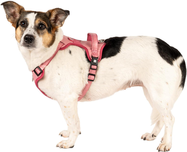 Max &amp; Molly Sport Hundegeschirr Kleine Hunde mit Gotcha! Smart ID Sicherheitsanhänger, Matrix 2.0 Ro