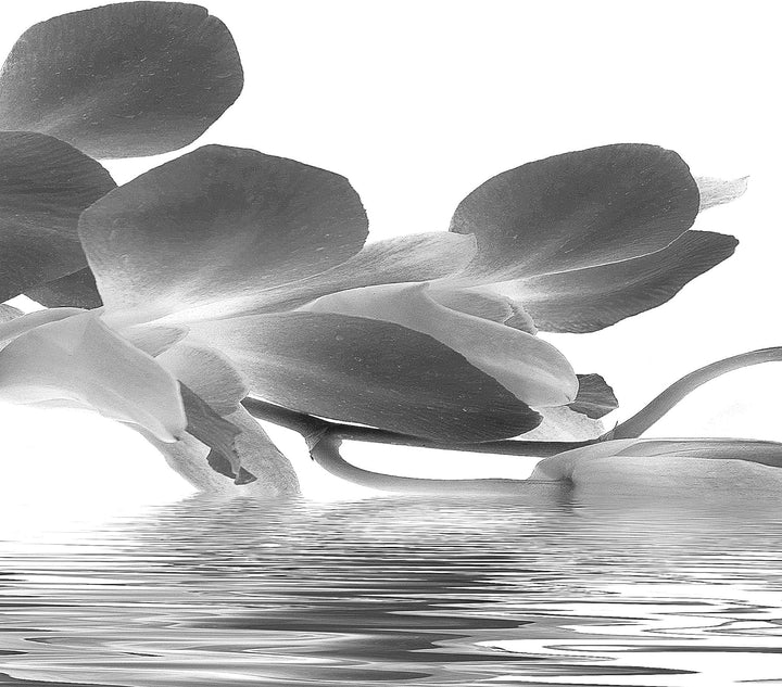 Runa Art Wandbilder Blumen Orchidee 5 Teilig Bild auf Vlies Leinwand Deko Wohnzimmer Wasser Schwarz