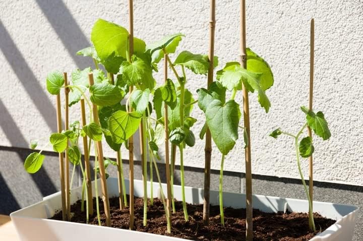 DIXIE STORE Bambusstäbe - Bambusstangen Set Blumenstützen - Robuste Pflanzenstäben aus Bambus 120 cm