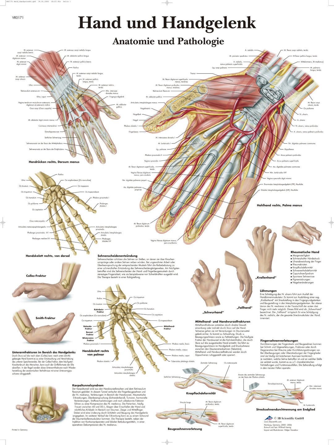 3B Scientific Lehrtafel laminiert - Hand und Handgelenk