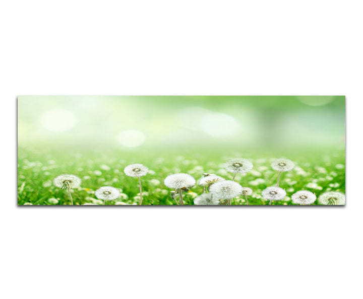 Paul Sinus Art Panoramabild auf Leinwand und Keilrahmen 120x40cm Wiese Pusteblumen Frühling