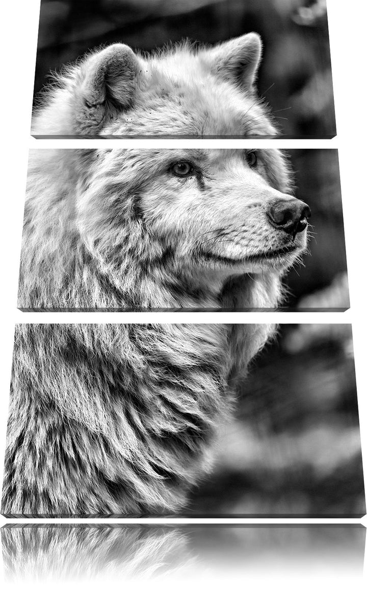 Pixxprint prächtiger Polarwolf als Leinwandbild/Grösse: 3 Teilig (120x80) cm/Wandbild/Kunstdruck/fer