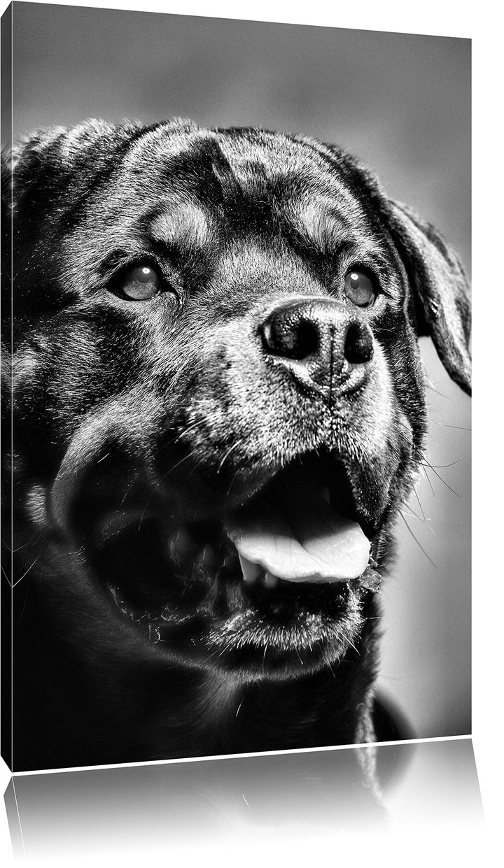 Pixxprint Treuer Rottweiler als Leinwandbild/Grösse: 100x70 cm/Wandbild/Kunstdruck/fertig bespannt,