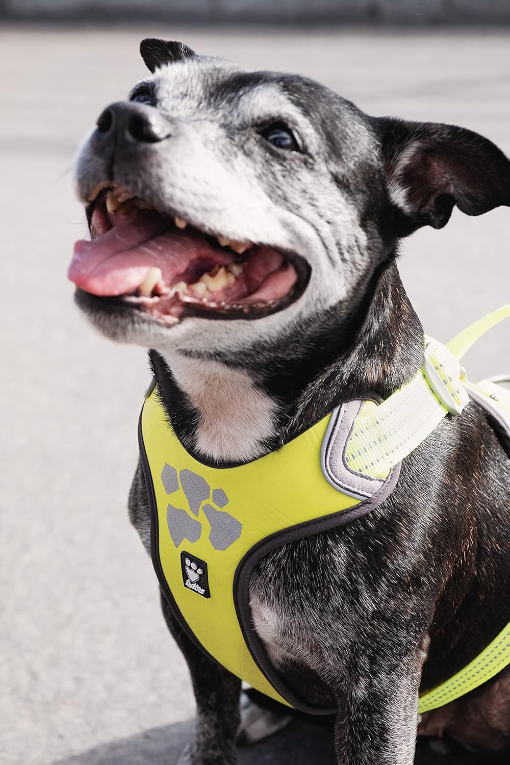 Hurtta Weekend Warrior Hundegeschirr, Neon Lemon, 40,6–45,7 cm Neon-Zitrone 16-18 in, Neon-Zitrone 1