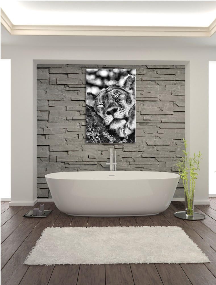 Pixxprint müde Löwin ruht auf Baum / 100x70cm Leinwandbild bespannt auf Holzrahmen/Wandbild Kunstdru