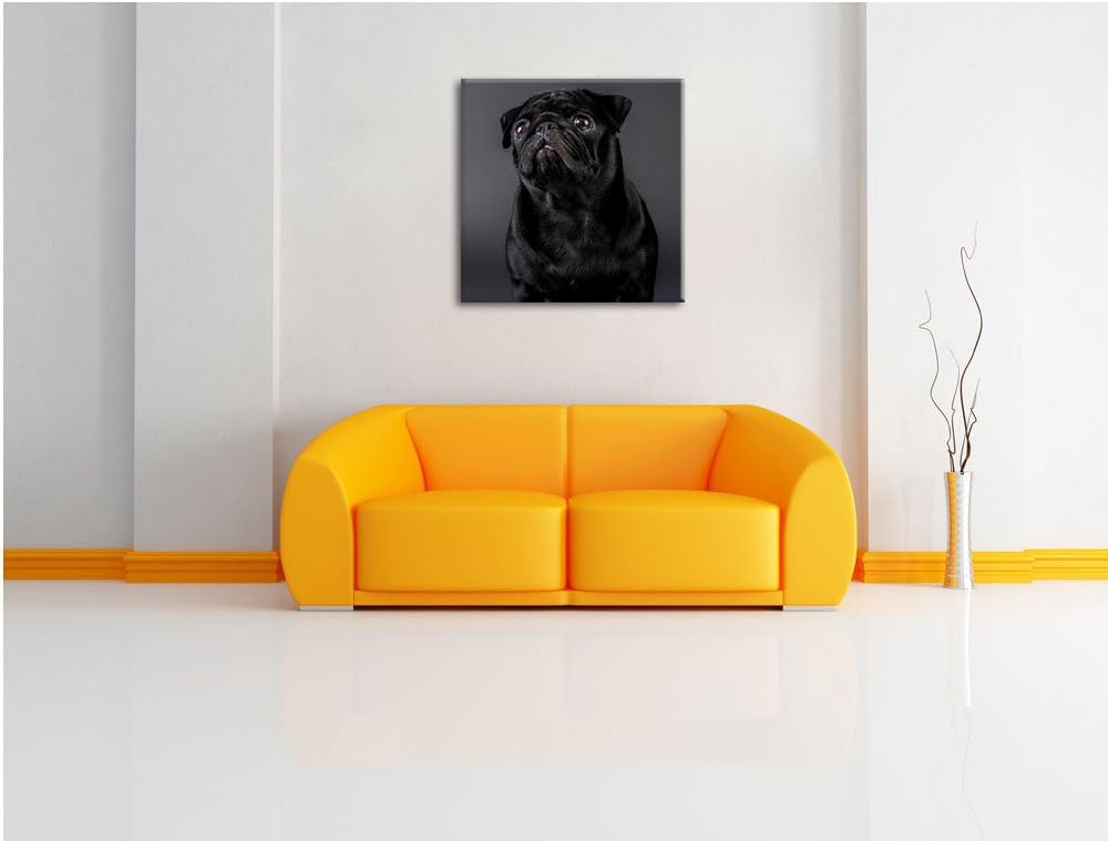 Süsser schwarzer Mops, Format: 70x70 auf Leinwand, XXL riesige Bilder fertig gerahmt mit Keilrahmen,