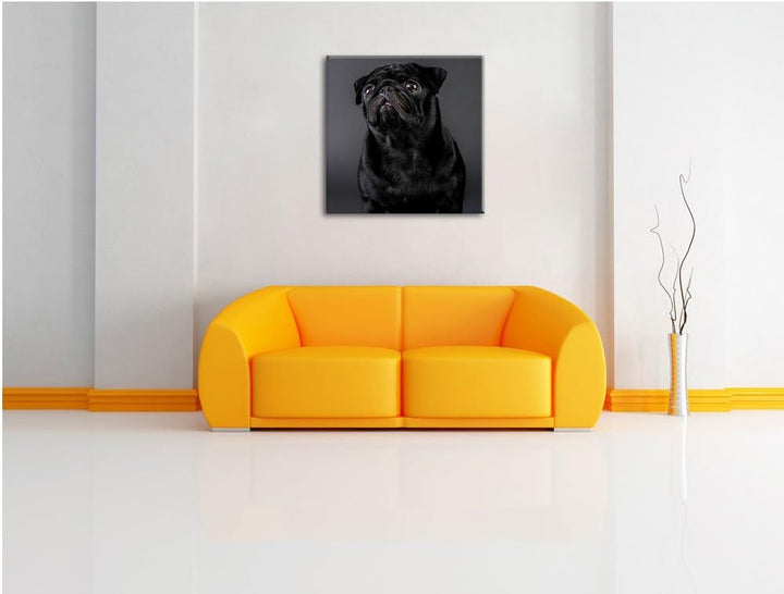 Süsser schwarzer Mops, Format: 70x70 auf Leinwand, XXL riesige Bilder fertig gerahmt mit Keilrahmen,