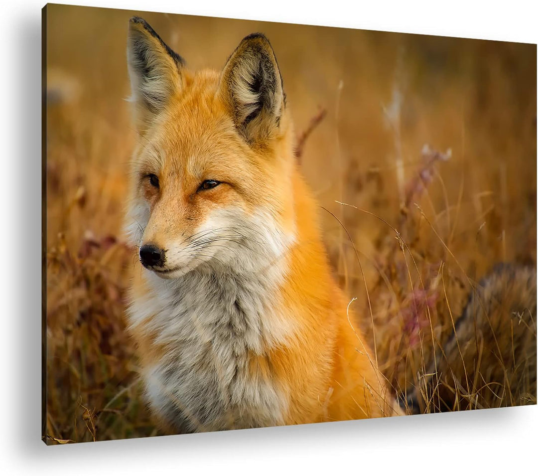 deyoli ruhiger Fuchs Format:75x50 cm als Leinwandbild, Motiv fertig gerahmt auf Echtholzrahmen, Hoch