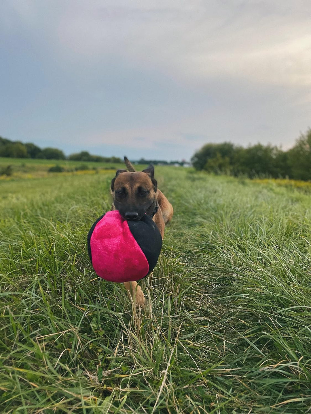 Dingo Gear Trainings-Spielzeug Bäll 19 cm Schwarz-Rosa mit Griff French-Material Nylcott Training Sp