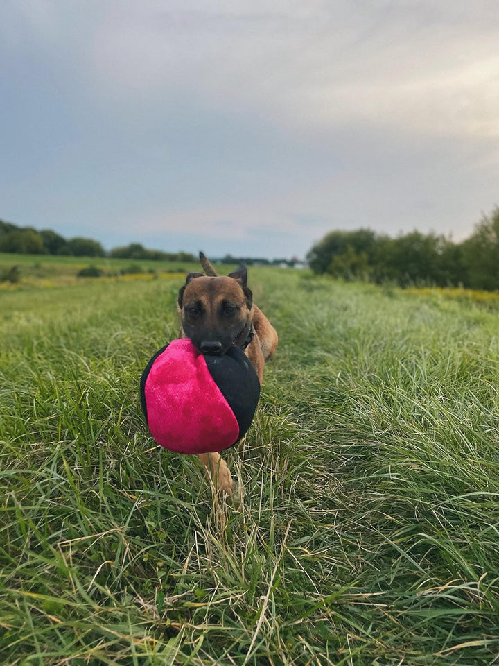 Dingo Gear Trainings-Spielzeug Bäll 19 cm Schwarz-Rosa mit Griff French-Material Nylcott Training Sp