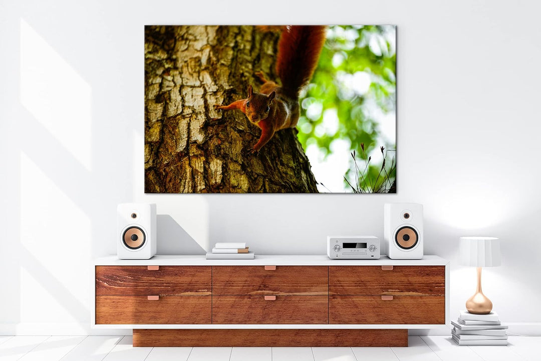 deyoli zutrauliches wildes Eichhörnchen Format: 80x60 als Leinwandbild, Motiv fertig gerahmt auf Ech