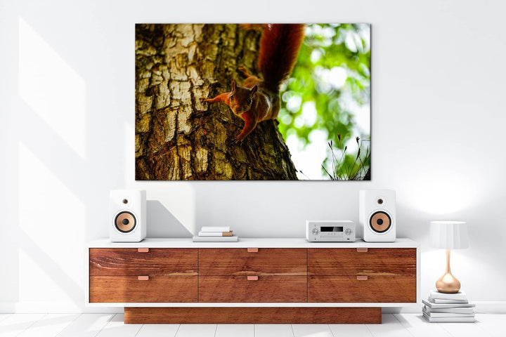 deyoli zutrauliches wildes Eichhörnchen Format: 80x60 als Leinwandbild, Motiv fertig gerahmt auf Ech