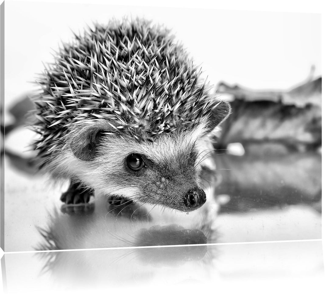 Monocrome, Süsser Igel , Format: 100x70 auf Leinwand, XXL riesige Bilder fertig gerahmt mit Keilrahm