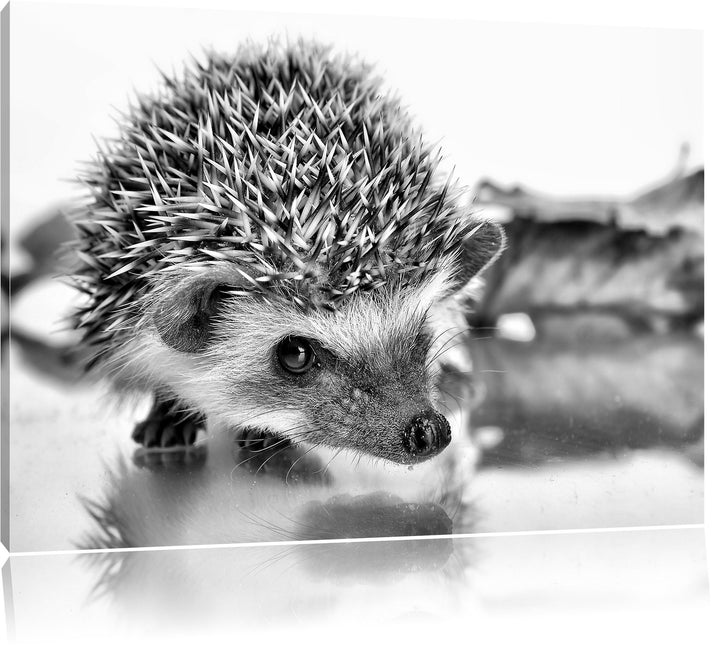 Monocrome, Süsser Igel , Format: 100x70 auf Leinwand, XXL riesige Bilder fertig gerahmt mit Keilrahm