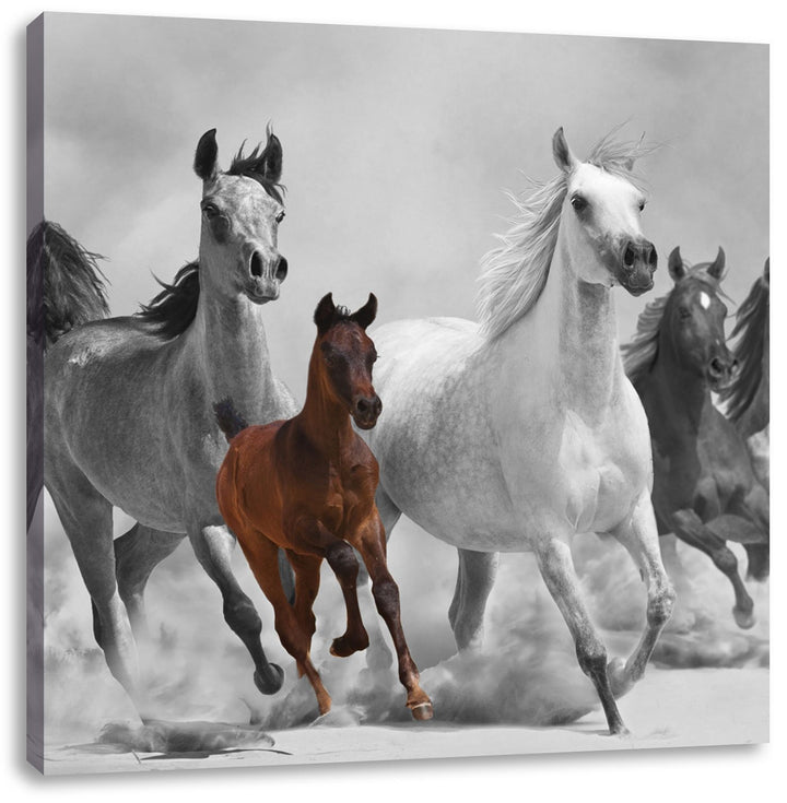Pixxprint Mustangs in der Wüste mit Fohlen als Leinwandbild Quadratisch/Grösse: 70x70 / Wandbild/Kun