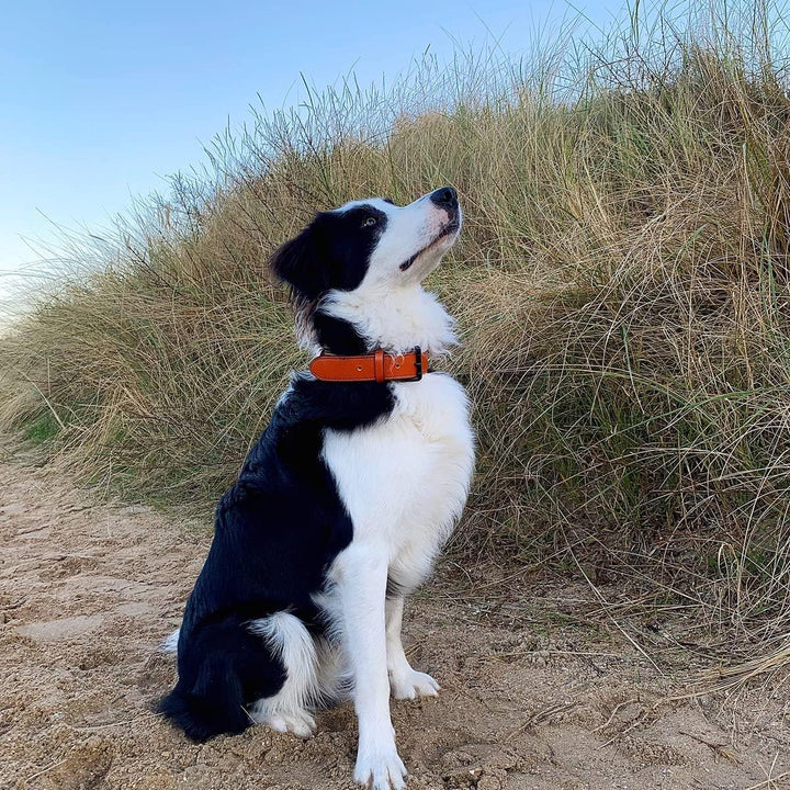 Brute Strength Hundehalsband aus Leder - Orange - XXL - 66-73 cm XXL - 66-73 cm Orange, XXL - 66-73