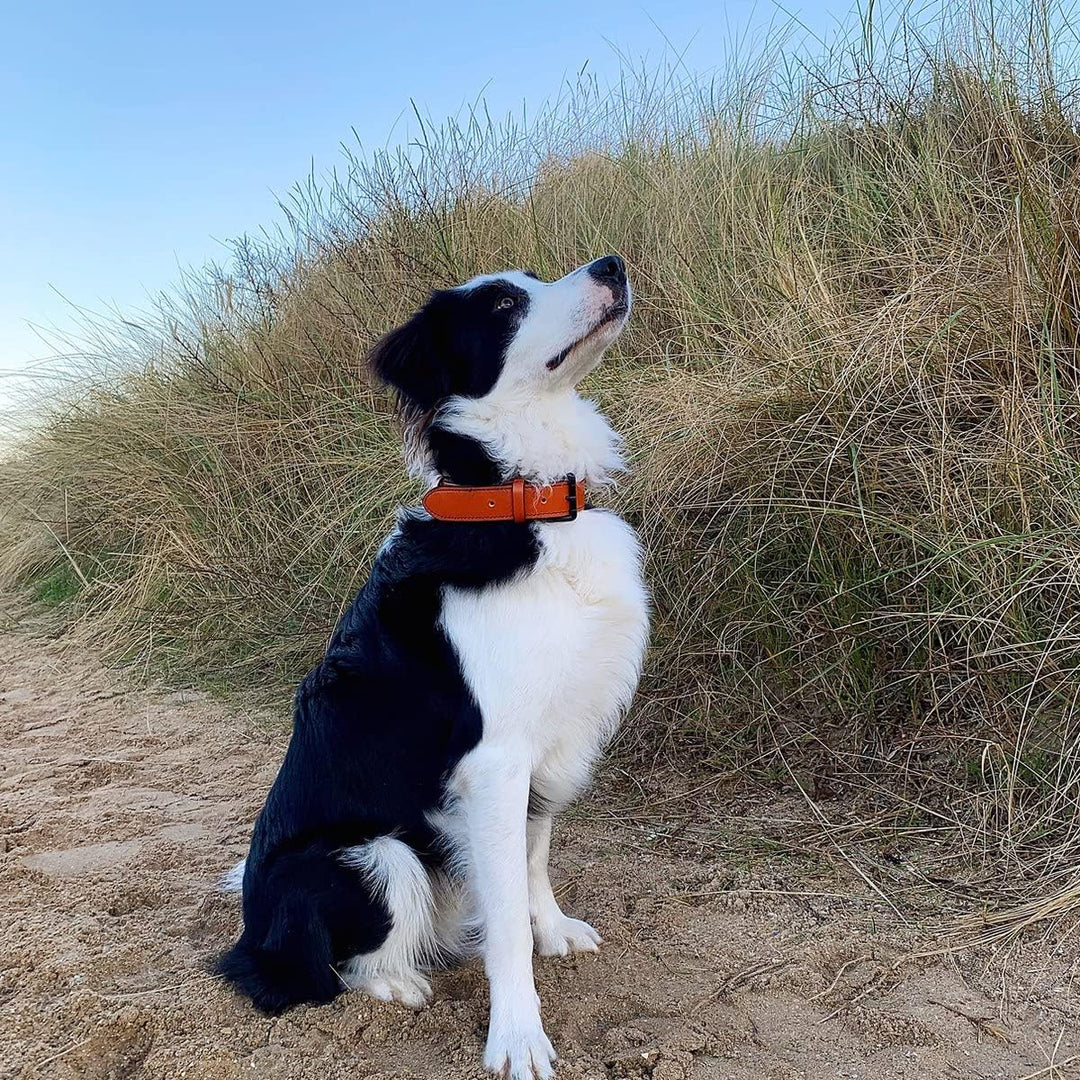 Brute Strength Hundehalsband aus Leder - Orange - XL - 56-63 cm XL - 56-63 cm Orange, XL - 56-63 cm