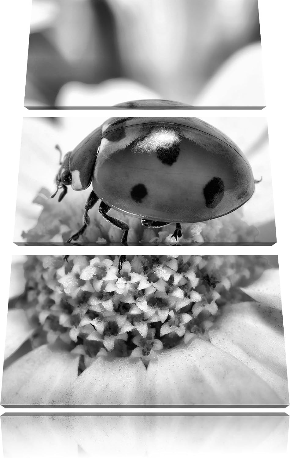 Pixxprint Marienkäfer auf Gänseblümchen / 3-Teilig/Gesamtmass 120cm Leinwandbild bespannt auf Holzra