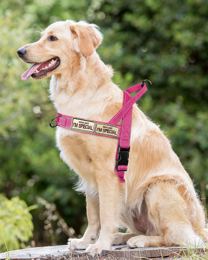 No Pull Hundegeschirr für kleine mittelgrosse Hunde, reflektierend ausbruchsicher verstellbar ohne Z