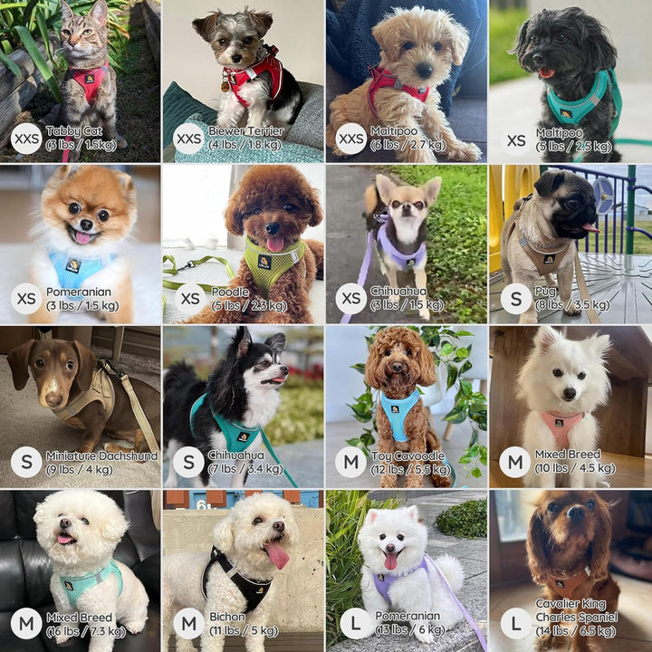 BELLA & PAL Hundegeschirr Kleine Hunde mit Leine, Step-in Geschirr aus Air Mesh, Anti Zug Reflektier