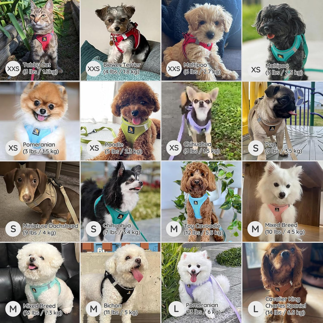 BELLA & PAL Hundegeschirr Kleine Hunde mit Leine, Step-in Geschirr aus Air Mesh, Anti Zug Reflektier