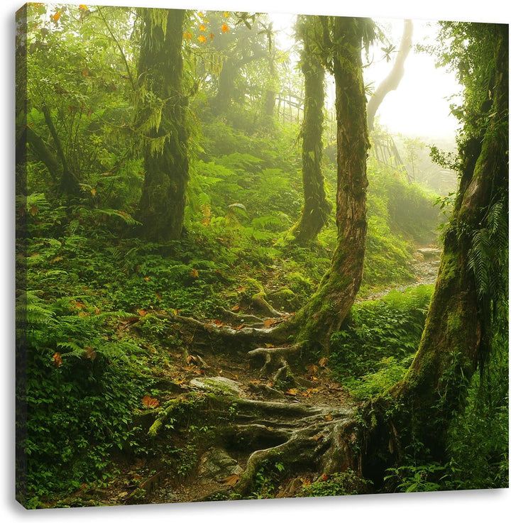 Unberührter Regenwald, Format: 70x70 auf Leinwand, XXL riesige Bilder fertig gerahmt mit Keilrahmen,