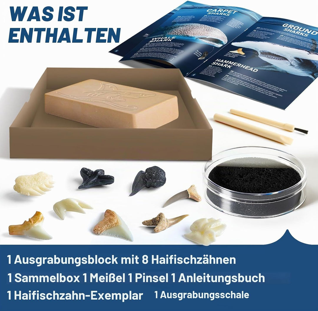 EggBox Haifischzahn-Ausgrabungs- und Sammelset, 1 Echter Haifischzahn und 8 Nachgebildete Haifischzä
