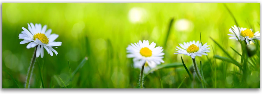 Feeby. Leinwandbild, Bilder, Wand Bild, Wandbilder, Kunstdruck 150x50 cm, GÄNSEBLÜMCHEN, NATUR, GRÜN