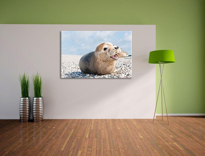 Süsse Robbe auf Steinstrand Format: 100x70 auf Leinwand, XXL riesige Bilder fertig gerahmt mit Keilr