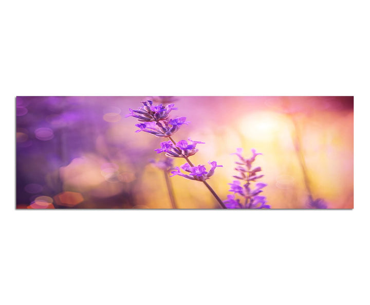 Paul Sinus Art Panoramabild auf Leinwand und Keilrahmen 150x50cm Lavendel Sommer Sonnenlicht