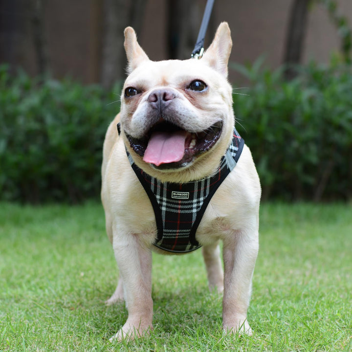 Suredoo Hundegeschirr Kleine Hunde mit Leine, Anti Zug Geschirr Reflektierend Atmungsaktiv Brustgesc