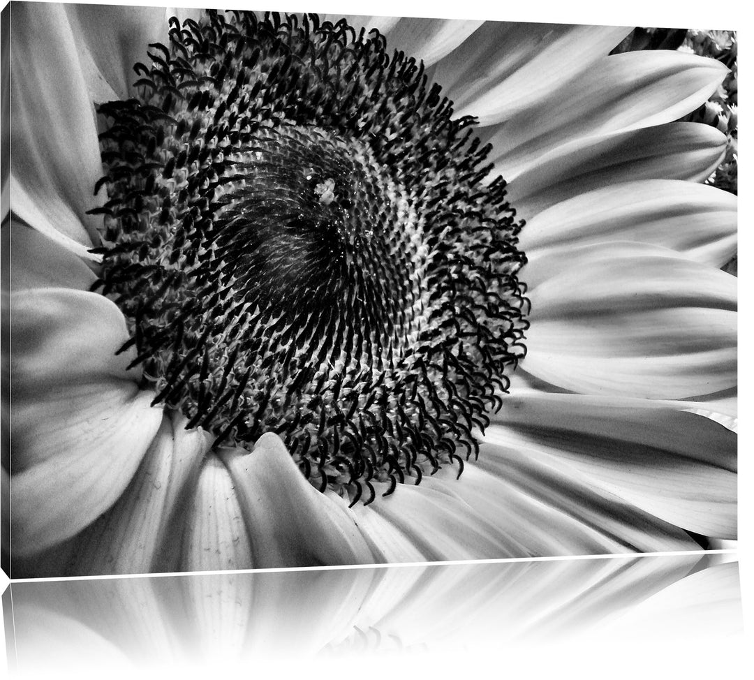 Pixxprint grosse Sonnenblume / 100x70cm Leinwandbild bespannt auf Holzrahmen/Wandbild Kunstdruck Dek