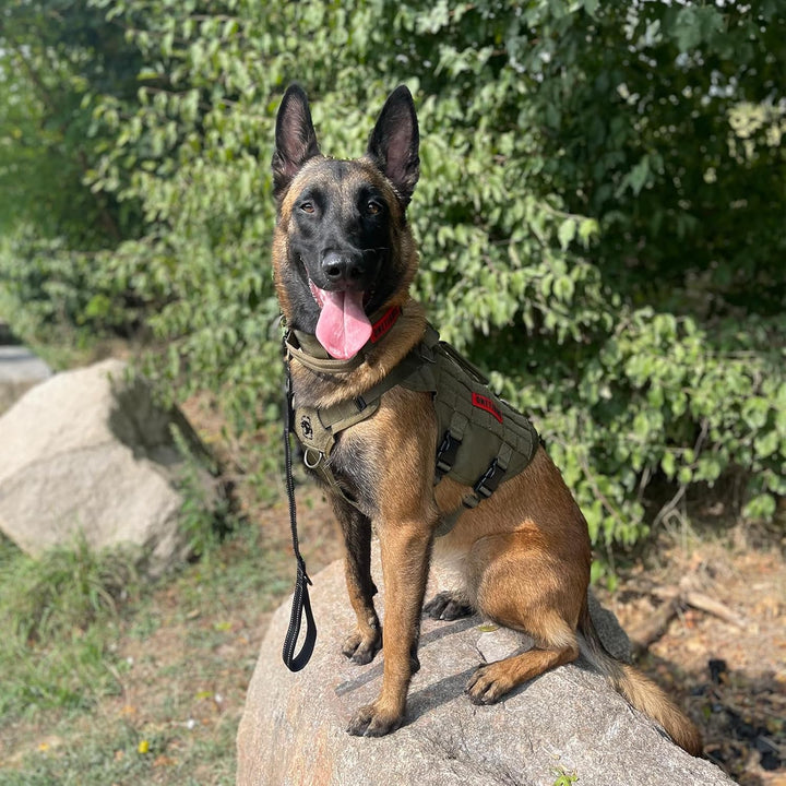 OneTigris No-Pull Hundegeschirr, AIRE MESH Einstellbar Sicherheitsgeschirr Ultra Atmungsaktiv für Gr