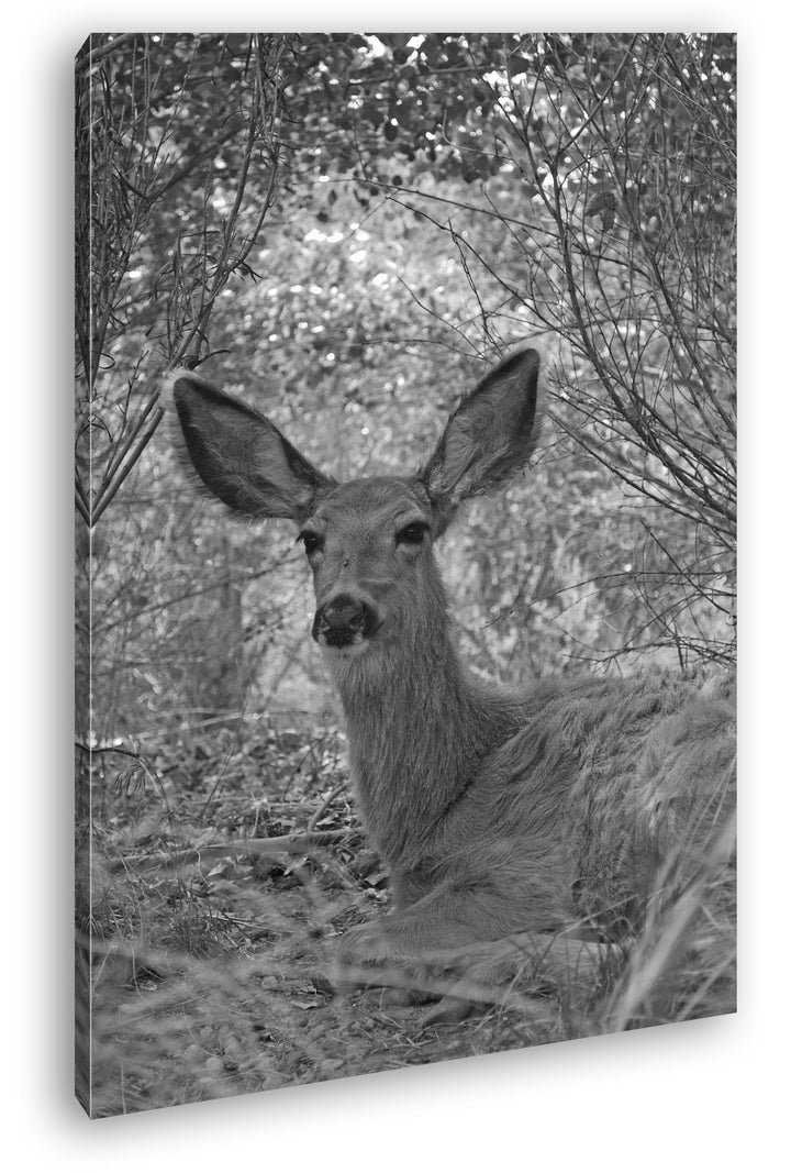 deyoli ruhiges Reh im Wald Effekt: Schwarz/Weiss Format: 80x60 als Leinwandbild, Motiv fertig gerahm