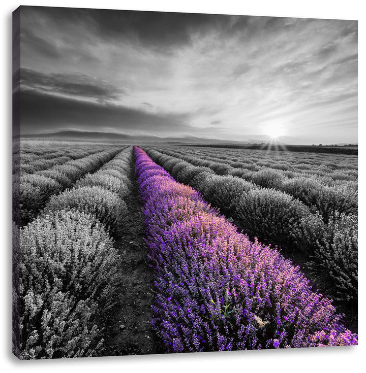 Pixxprint Lavendelfeld in der Provence als Leinwandbild Quadratisch/Grösse: 70x70 / Wandbild/Kunstdr