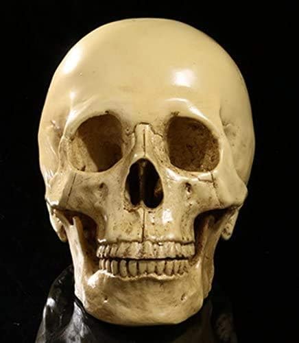 Realistischer, geteilter Totenkopf, zum Sammeln