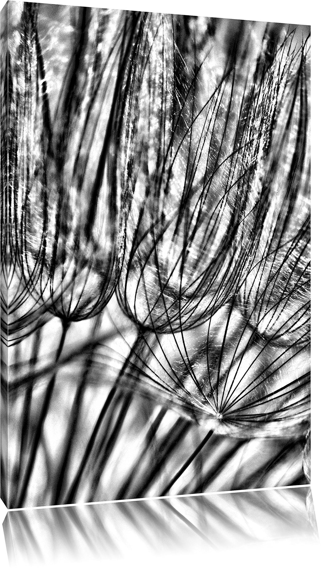 Monocrome, Pusteblumen, Format: 100x70 auf Leinwand, XXL riesige Bilder fertig gerahmt mit Keilrahme