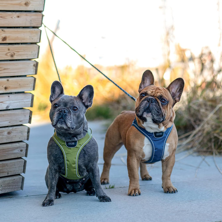 DOG Copenhagen Comfort Walk Go Hundegeschirr, Purple Passion (Lila), Grösse M Purple Passion | Lila