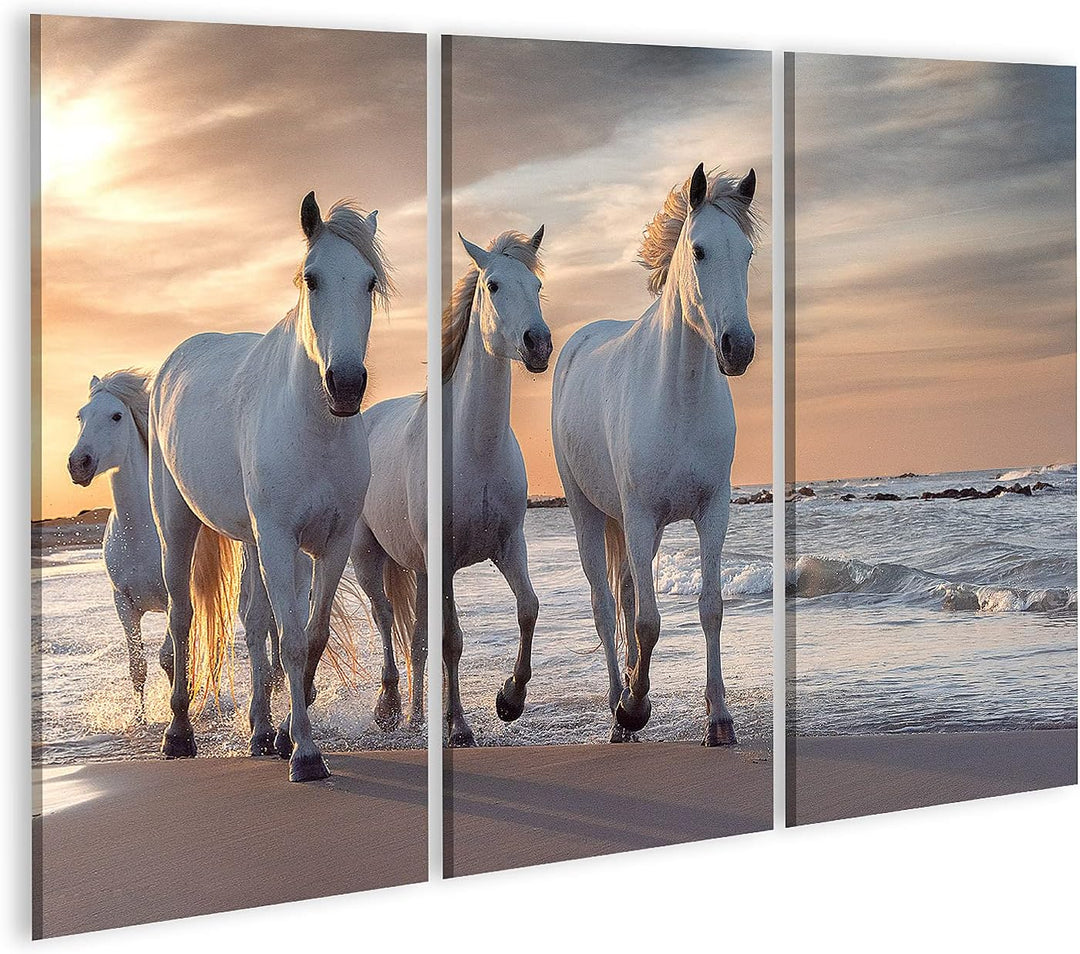 islandburner Bild auf Leinwand Weisse Pferde Camargue Frankreich Herde Bilder Wandbilder Poster Lein