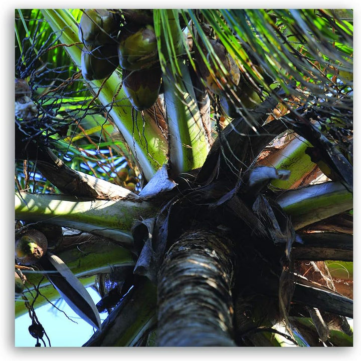 Feeby Deco Panel Palme Bild Kunstdruck modern Kokosnüsse Grün 50x50 cm M13012 50L x 50B cm, M13012 5