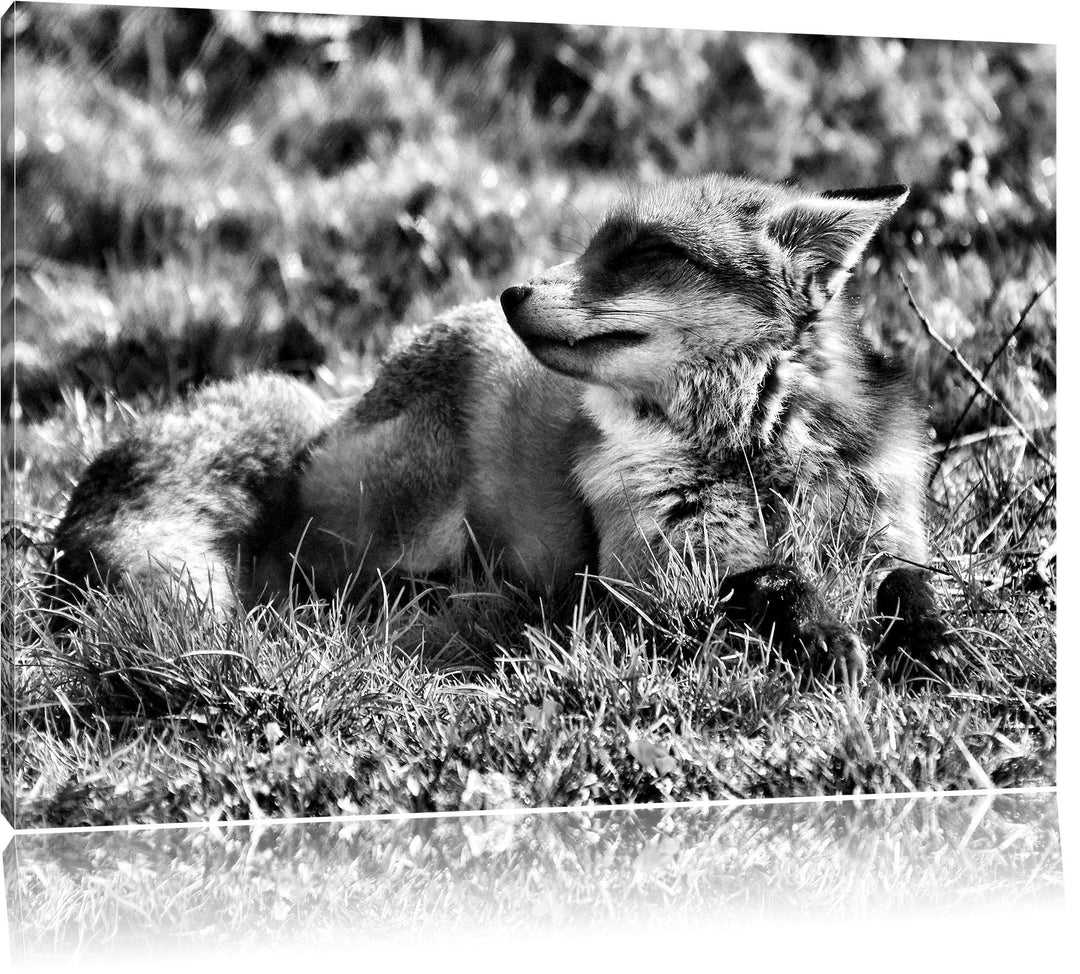Pixxprint Kleiner Fuchs auf Wiese als Leinwandbild/Grösse: 100x70 / Wandbild/Kunstdruck/fertig bespa