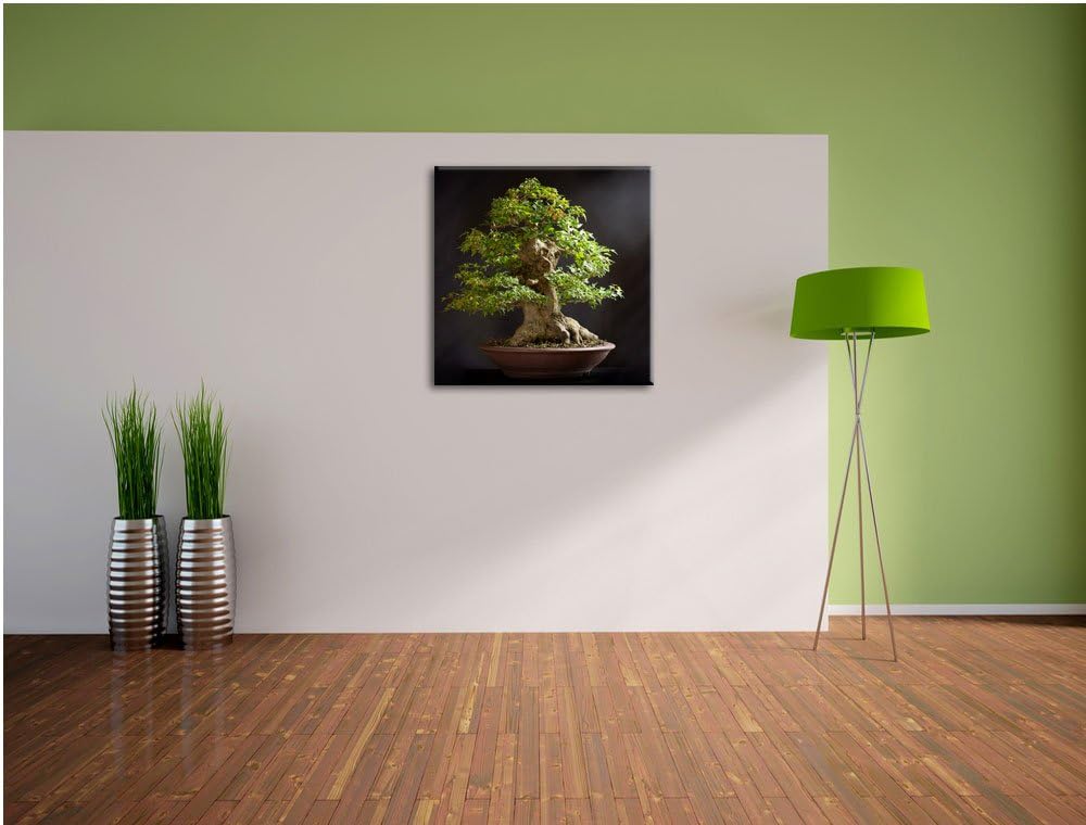 Kleiner Bonsaibaum, Format: 70x70 auf Leinwand, XXL riesige Bilder fertig gerahmt mit Keilrahmen, Ku