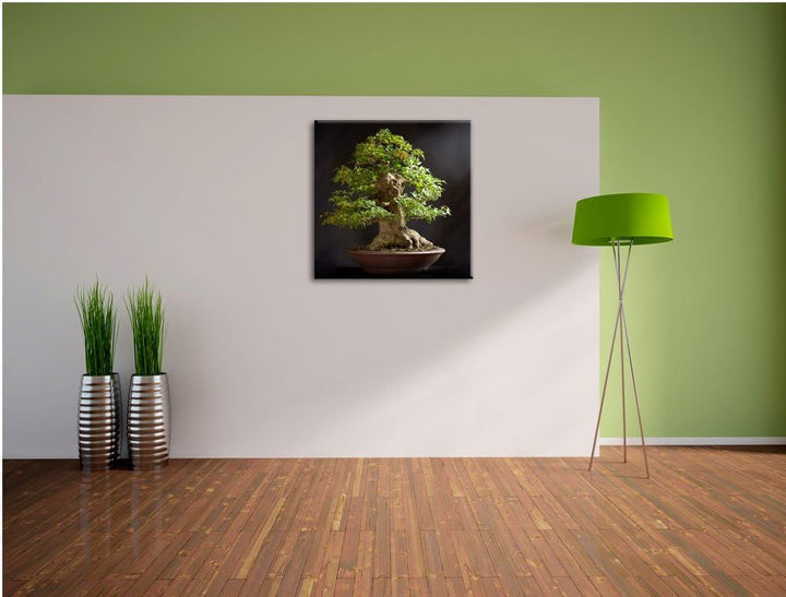 Kleiner Bonsaibaum, Format: 70x70 auf Leinwand, XXL riesige Bilder fertig gerahmt mit Keilrahmen, Ku