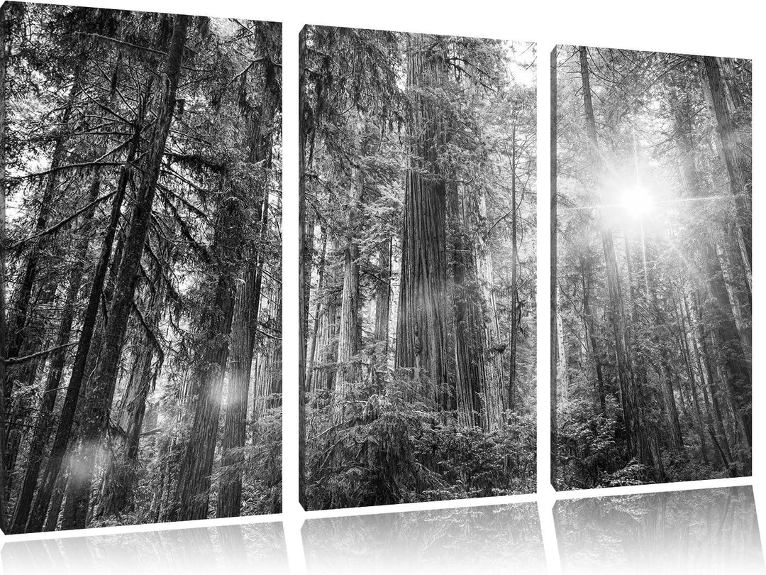 Pixxprint Wald bei Sonnenlicht / 3-Teilig/Gesamtmass 120cm Leinwandbild bespannt auf Holzrahmen/Wand