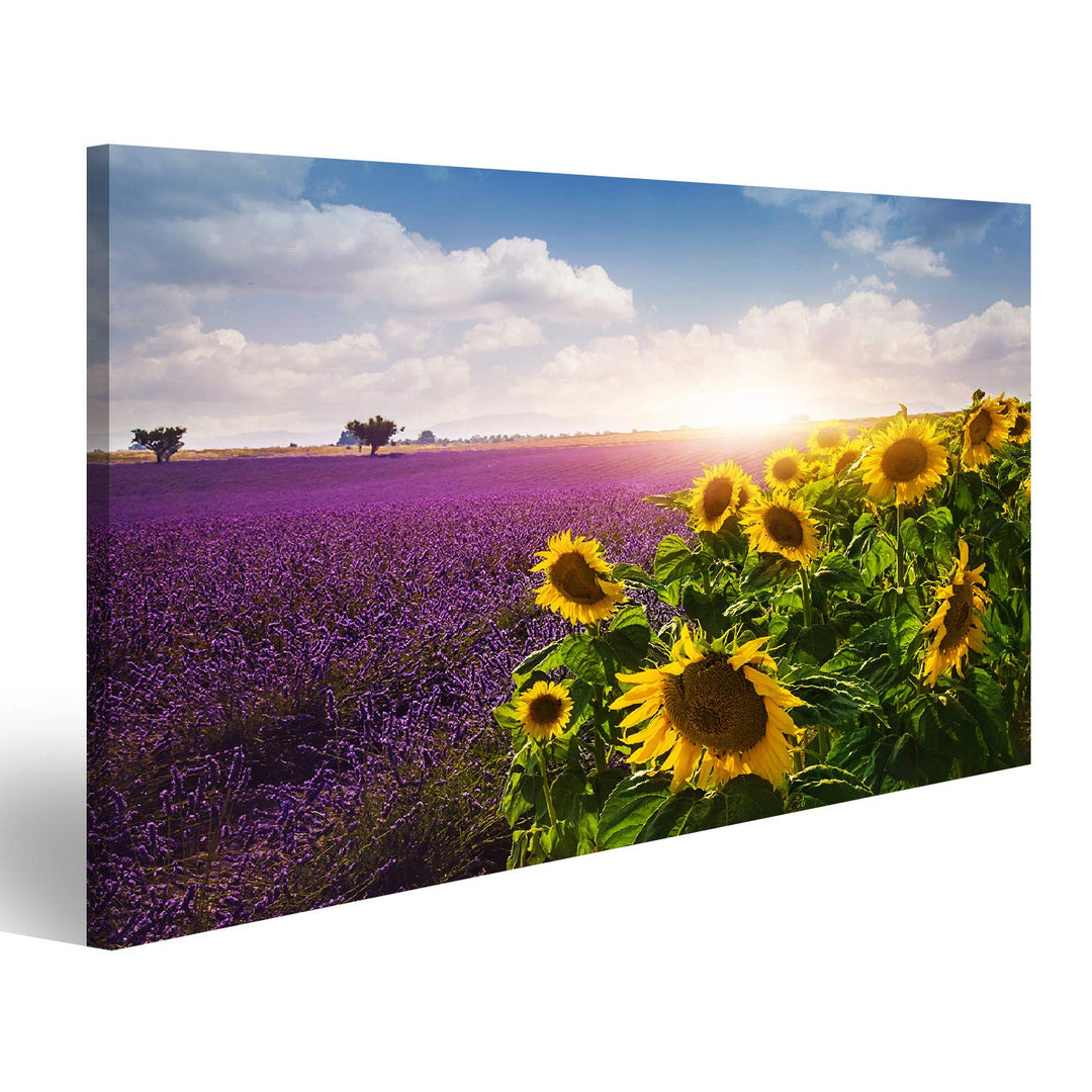 Bild auf Leinwand Lavendel Und Sonnenblumen Felder Provence Wandbild Poster Kunstdruck Bilder Format