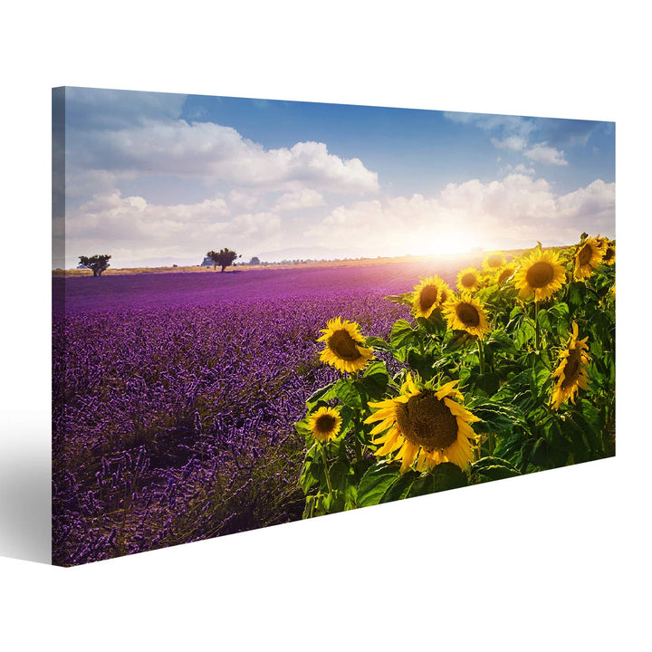Bild Bilder auf Leinwand Lavendel und Sonnenblumen Felder, Provence Wandbild, Poster, Leinwandbild N