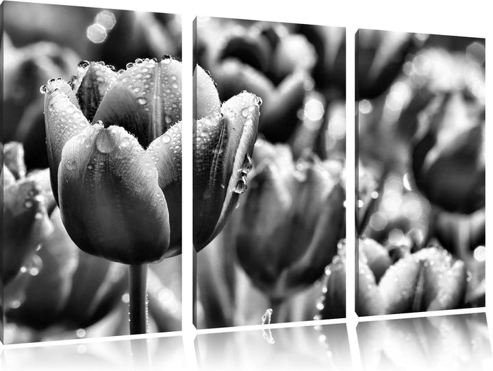 Pixxprint Tulpen mit Morgentau als Leinwandbild/Grösse: 3 Teilig (120x80) cm/Wandbild/Kunstdruck/fer