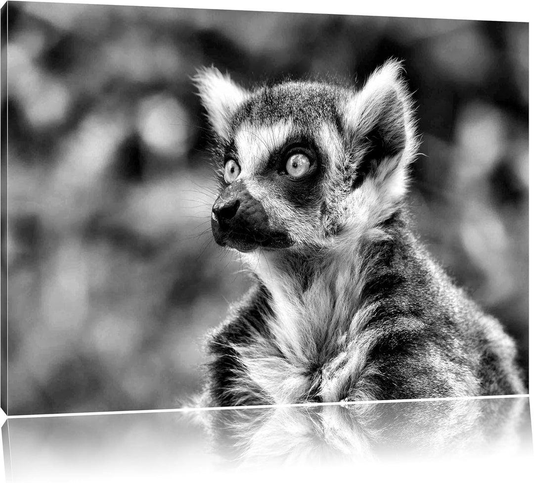 Pixxprint neugieriger Katta als Leinwandbild/Grösse: 100x70 cm/Wandbild/Kunstdruck/fertig bespannt,